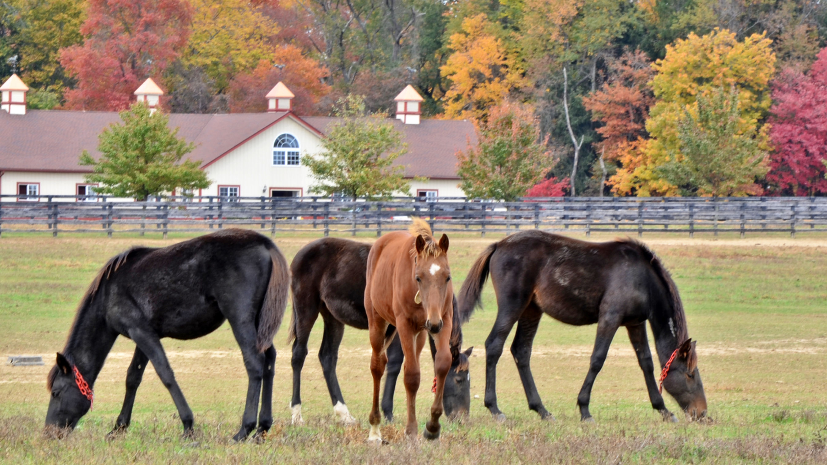 Birch Creek Farm Videos